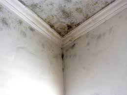 Best Environmental Consulting for Mold Prevention in Church Hill, PA